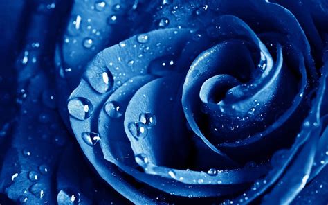 Blue Rose Wallpapers - Top Free Blue Rose Backgrounds - WallpaperAccess