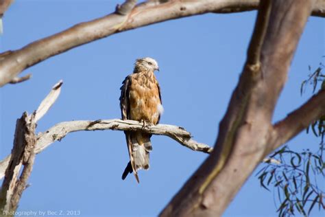 Close Encounters of the Bird Kind: A tale of two Kites