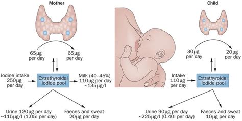 Iodine deficiency during pregnancy and early childhood – Vistamedi