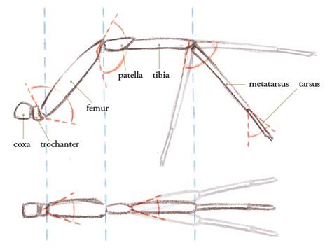 Spider anatomy for artists • John Muir Laws