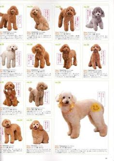 Share poodle grooming styles here Goldendoodle Haircuts, Goldendoodle Grooming, Dog Haircuts ...