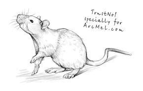 How to draw a rat step 4 | Animal drawings, Animal sketches, Drawings