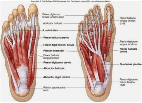 Improve Foot Function to Reduce Injury Risk - The Runners Edge