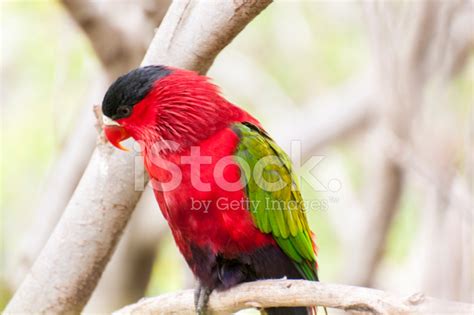 Parrots In Their Jungle Stock Photo | Royalty-Free | FreeImages