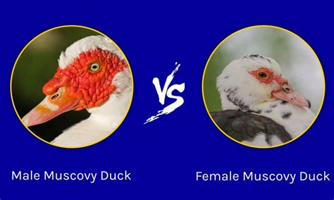 Male vs Female Muscovy Duck - A-Z Animals