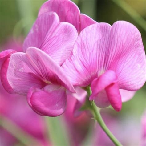 Award Winning Perennial Sweet Peas Plants - Richard Jackson Garden