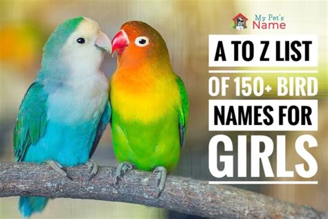 The Complete A to Z List of 150+ Bird Names For Girls | My Pet's Name