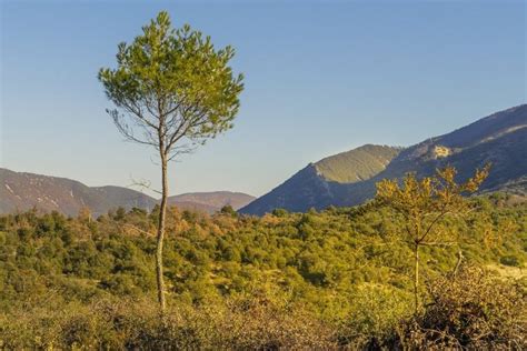 Aleppo pine regeneration after fire - MedForest