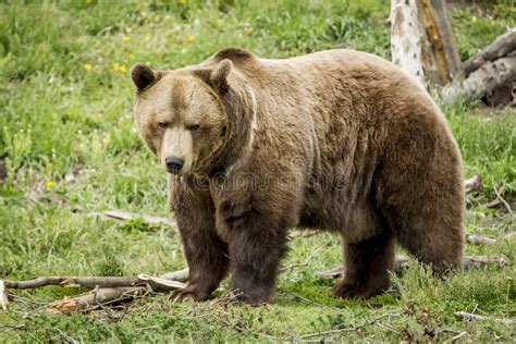 Sideview of a Grizzly Bear. Stock Image - Image of center, large: 96216937