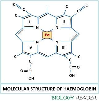 What is Haemoglobin? Definition, Structure, Fuctions, Facts & Effects - Biology Reader