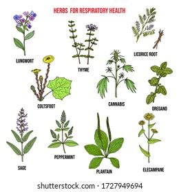 Set Best Herbs Lung Support Respiratory Stock Vector (Royalty Free) 1727949694 | Shutterstock