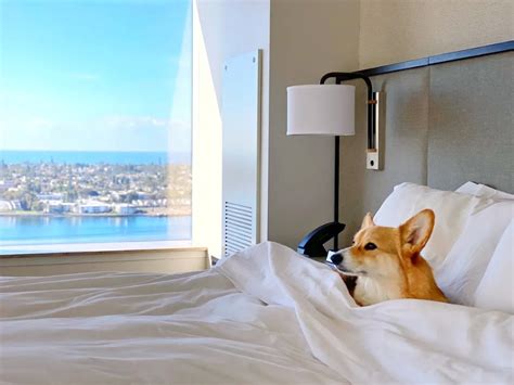 23 Pet & Dog-Friendly Hotels in San Diego County: Ultimate List