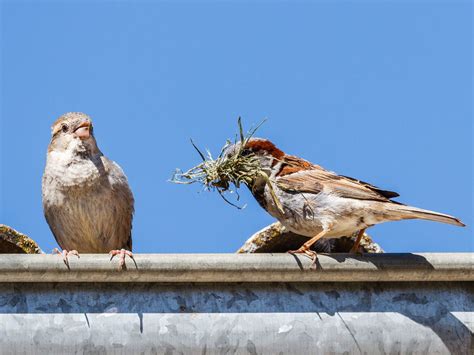 House Sparrow Nesting (Behavior, Eggs + Location) | Birdfact