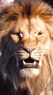 Lion Roar GIFs | Tenor