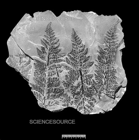 Pteridophyta Fossil