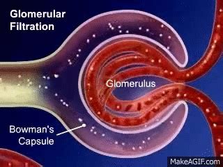 Glomerular filtration on Make a GIF