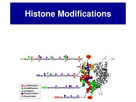 PPT - Histone Modifications PowerPoint Presentation, free download - ID:4751847