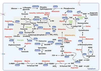 Frontiers | Metabolism of Amino Acids in Cancer