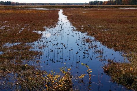 This is what a cranberry bog looks like before flooding for harvest ...