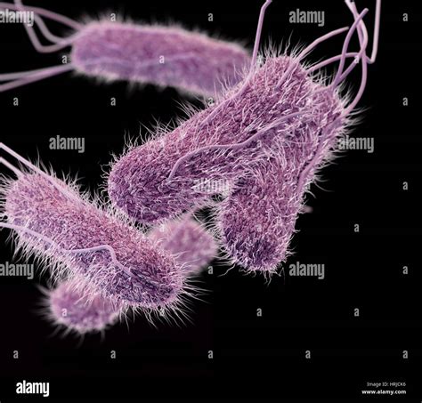 Multidrug resistant bacteria hi-res stock photography and images - Alamy