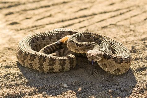 Rattlesnake Wallpapers - Wallpaper Cave