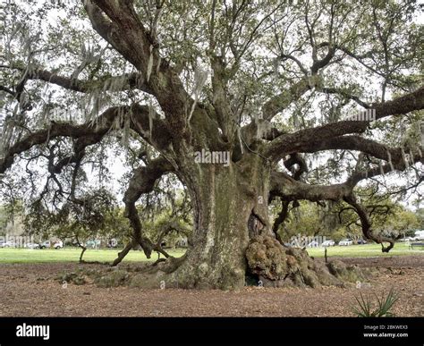 300 year old southern live oak known as "Tree of life" at Audubon Park ...