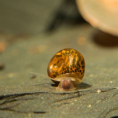 Assorted Ramshorn Snails - 10 Pack - Flip Aquatics