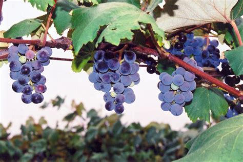 Concord Grape | Classic, Sweet Purple Berries