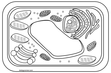 Plant Cell Coloring Page at GetDrawings | Free download