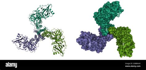 Bacterium bacillus thuringiensis hi-res stock photography and images ...