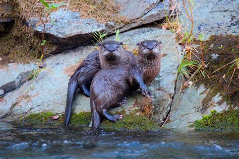 Return of the River Otters - FISHBIO | Fisheries Consultants