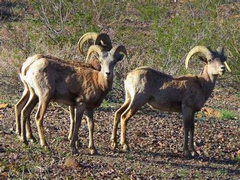 Desert Bighorn Sheep, Death Valley | A small group of desert… | Flickr