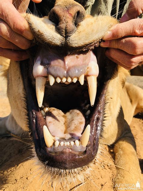 Lioness Teeth | AfricaHunting.com