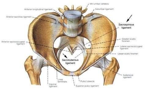 SCIATIC FORAMEN - New