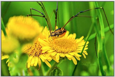 Harvester Spider by SianMurrell on DeviantArt