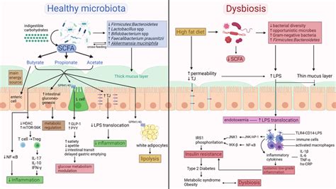 (created with BioRender.com). The role of the intestinal microbiota in... | Download Scientific ...