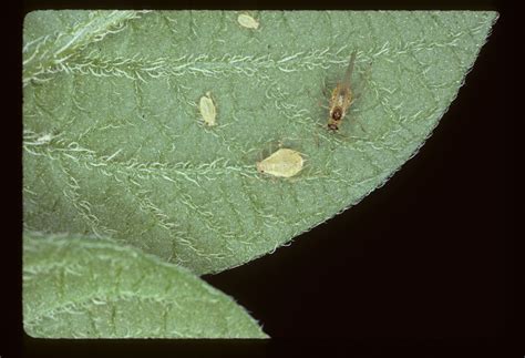 Vegetable: Aphid, Green Peach | Center for Agriculture, Food, and the Environment at UMass Amherst