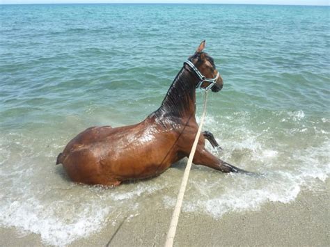 Can Horses Swim? What You Should Know About Horses and Swimming – Horse ...