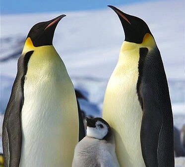 Emperor Penguin Facts For Kids - All About Emperor Penguin