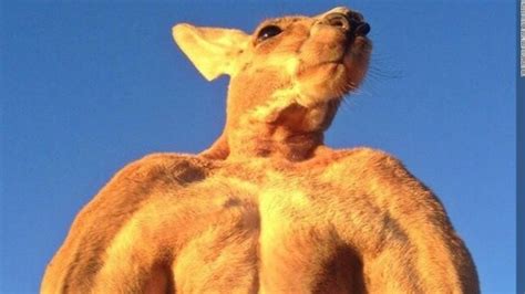 Roger, the ripped kangaroo and 'true icon,' has died