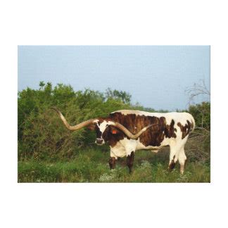 Longhorn Cattle Art | Longhorn Cattle Paintings & Framed Artwork by ...