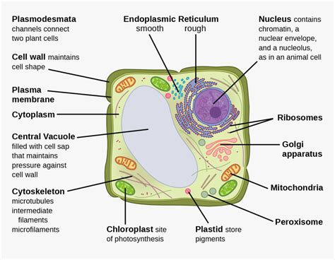 This Illustration Depicts A Typical Eukaryotic Plant - Eukaryotic Plant ...