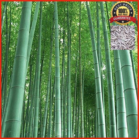 200pcs MOSO BAMBOO HUGE MAO BAMBOO-Seeds-Phyllostachys Pubescens/Edulis ...