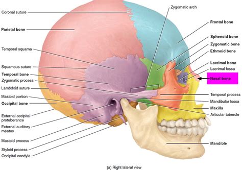 Broken Nose - Signs & Symptoms - How To Tell If Nose Is Broken