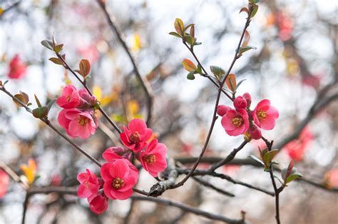 How to Grow and Care for Flowering Quince