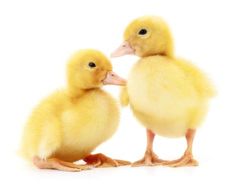 Premium Photo | Two yellow ducklings