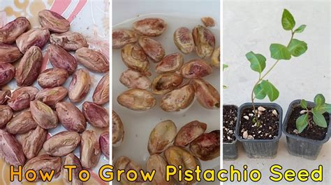 How To Grow Pistachio Tree From Pistachio Fruit With 100% success - YouTube