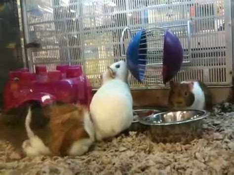 Petsmart guinea pigs - YouTube