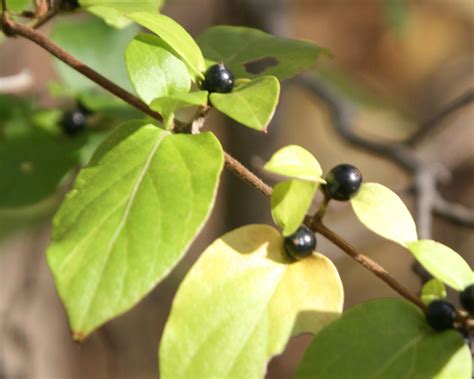 February 2021 Invasive Plant of the Month: Japanese Honeysuckle — State ...