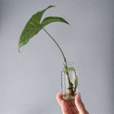 Plants That Grow In Water Vases - Plants BB